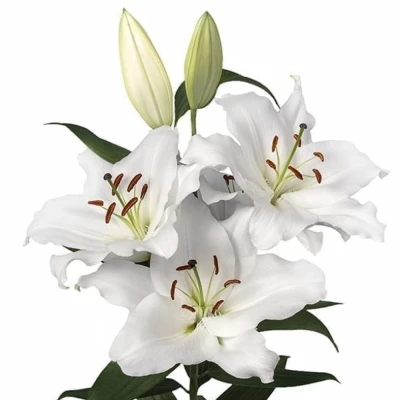 Lilie OR PREMIUM BLOND 100cm/5+