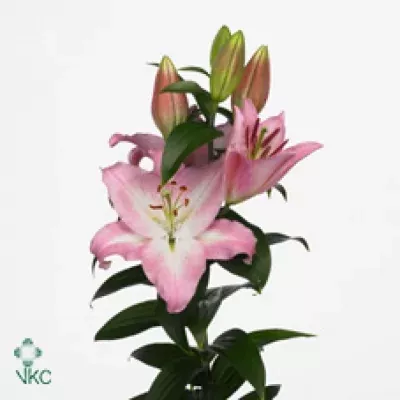 Lilie OR PRESIDENTE 80cm/3+