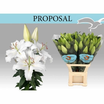 Lilie OR PROPOSAL
