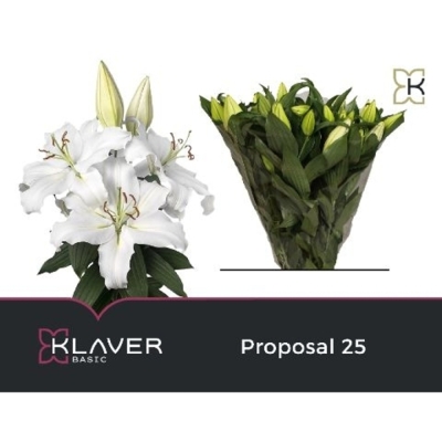 Lilie OR PROPOSAL