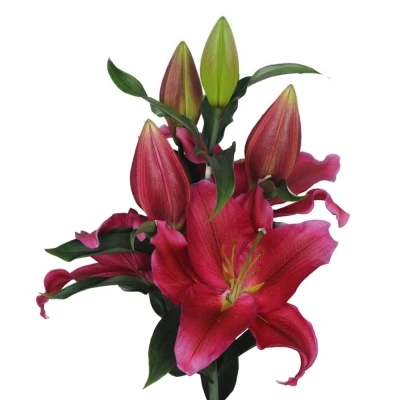 Lilie OR RED DAWN 105 cm / 5+