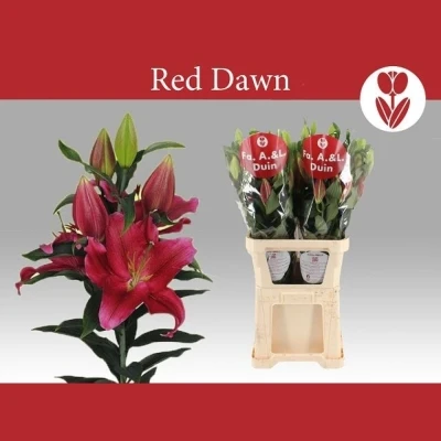 Lilie OR RED DAWN