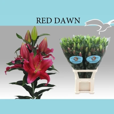 Lilie OR RED DAWN