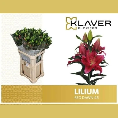 Lilie OR RED DAWN