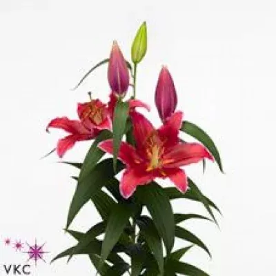 Lilie OR RED EMPIRE 100cm/6+