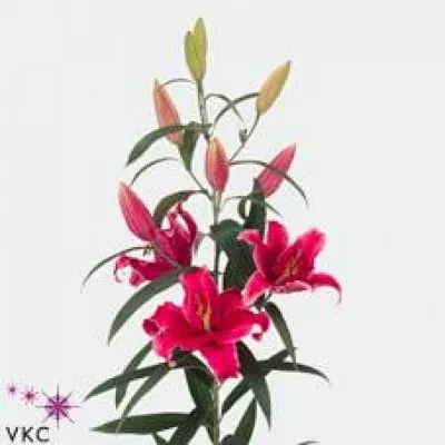 Lilie OR RIO NEGRO 100cm/4+