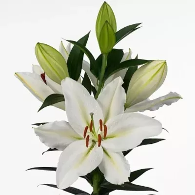 Lilie OR RIVER PRINCESS 100cm/4+