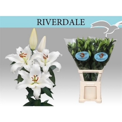 Lilie OR RIVERDALE 95 cm / 4+
