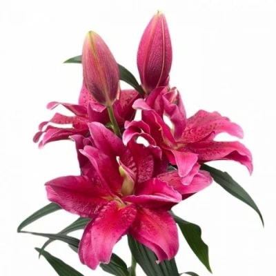 Lilie OR ROSELILY DALINDA 80cm/4+