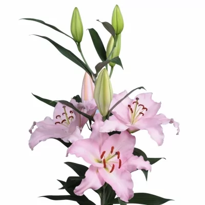 Lilie OR RUBIANO 100cm/4+