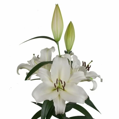 Lilie OR SANTANDER 90cm/5+