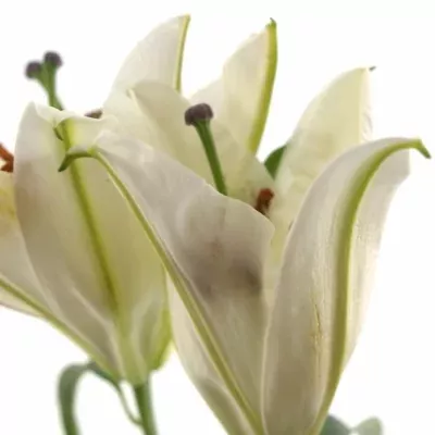 Lilie OR SAPPORO 70cm/3+