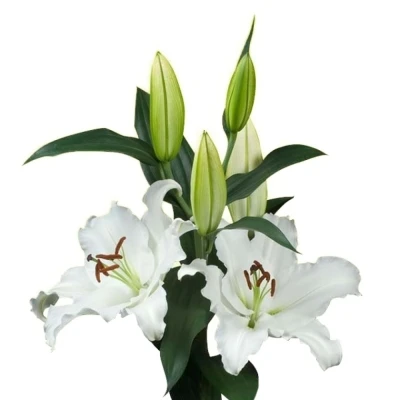 Lilie OR SIGNUM 100cm/5+