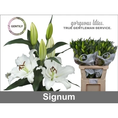 Lilie OR SIGNUM 65cm/3+