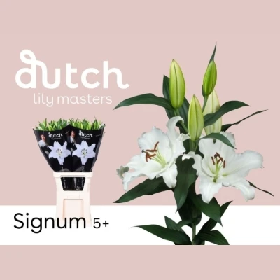 Lilie OR SIGNUM 65cm/3+