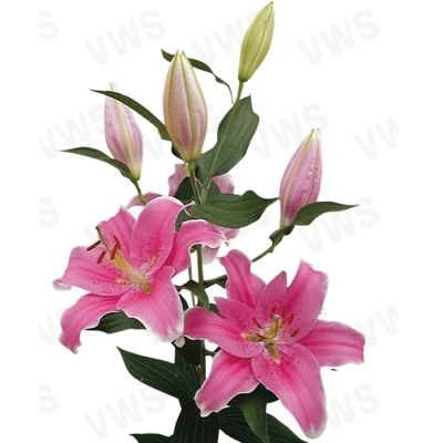 Lilie OR SORBONNE 75cm/3+