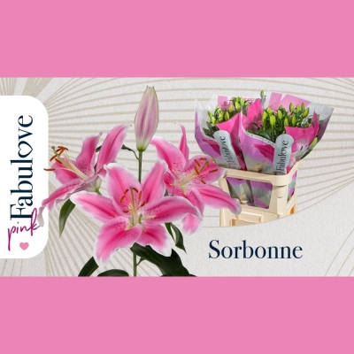 Lilie OR SORBONNE 70cm/1+