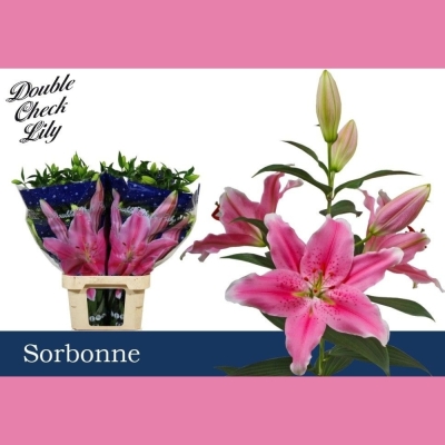 Lilie OR SORBONNE 70cm/1+