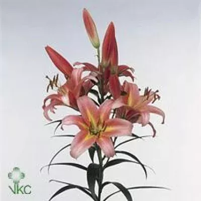 Lilie OR SPACE MOUNTAIN 80cm/4+