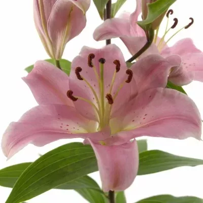 Lilie OR STRIKER 95cm/5+