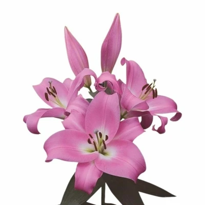 Lilie OT TABLEDANCE 95 cm/5+