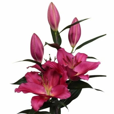 Lilie OR TARRANGO 100cm/5+