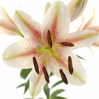 Lilie OR TIBER 80cm/2+