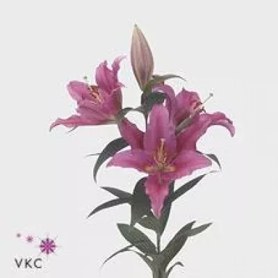 Lilie OR TRUMAO 60cm/3+