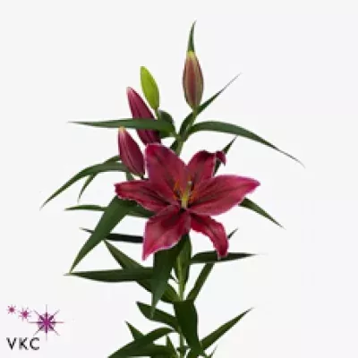 Lilie OR VALENTINO 95cm/3+