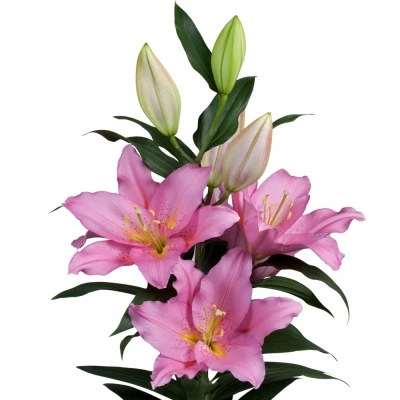 Lilie OR VENDOME 100cm/5+