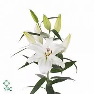 Lilie OR WHITE EXPRESS 90cm/5+