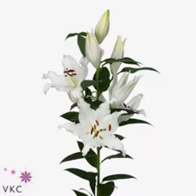 Lilie OR WHITE RENOVA 100cm/6+