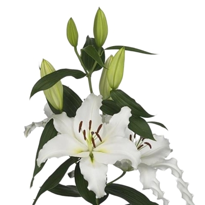 Lilie OR WHITE SPEAR 100 cm / 6+