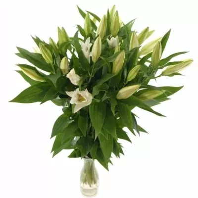Lilie OR WILLEKE ALBERT 90cm/5+