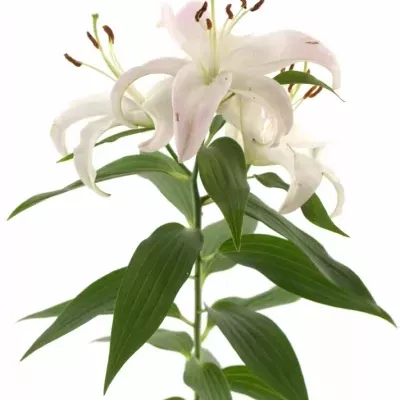 Lilie OR WILLEKE ALBERT 90cm/5+
