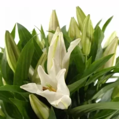 Lilie OR WILLEKE ALBERT 90cm/5+