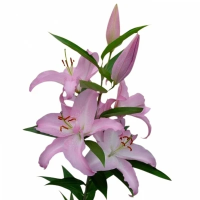 Lilie OR WILLEKE ALBERTI 90cm/5+