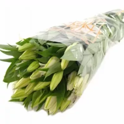Lilie OR WILLEKE ALBERT 90cm/5+
