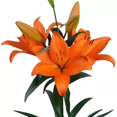 Lilie oranžová LA  MCCARRAN 80cm/5+