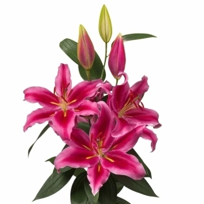 Lilie orientální BOSCO