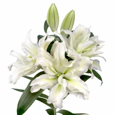 Lilie orientální DUBBEL ROSELILI AISHA 80 cm / 3+