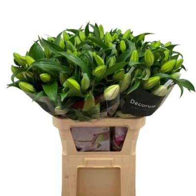 Lilie orientální DUBBEL ROSELILI AISHA