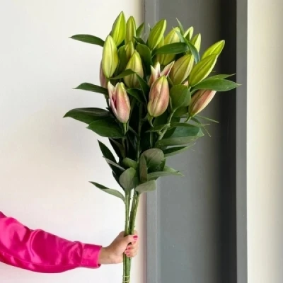 Lilie orientální SCORPIO