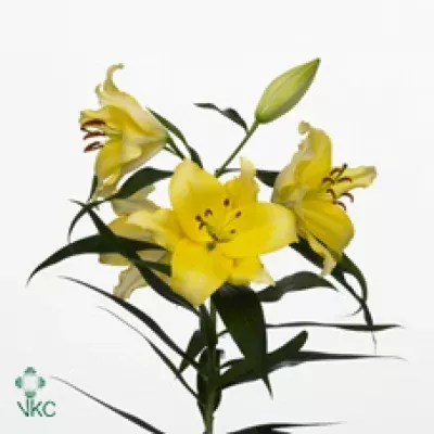 Lilie OT BELLADONNA 95cm/3+