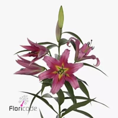 Lilie OT CORSINI 100cm/4+