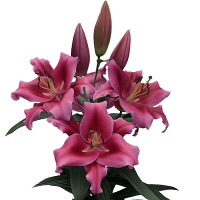 Lilie OT DALIAN 100cm/7+ LIMITED