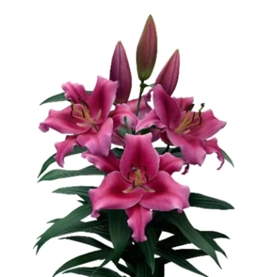 Lilie OT DALIAN 95cm/4+