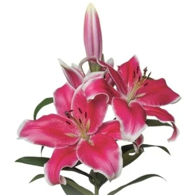 Lilie OT EL CAPITAN 100cm/5+