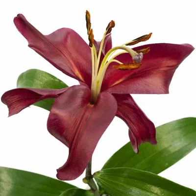 Lilie OT FEDORA 100cm/3+