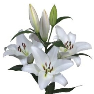 Lilie OT GALIBIER 95 cm / 4+